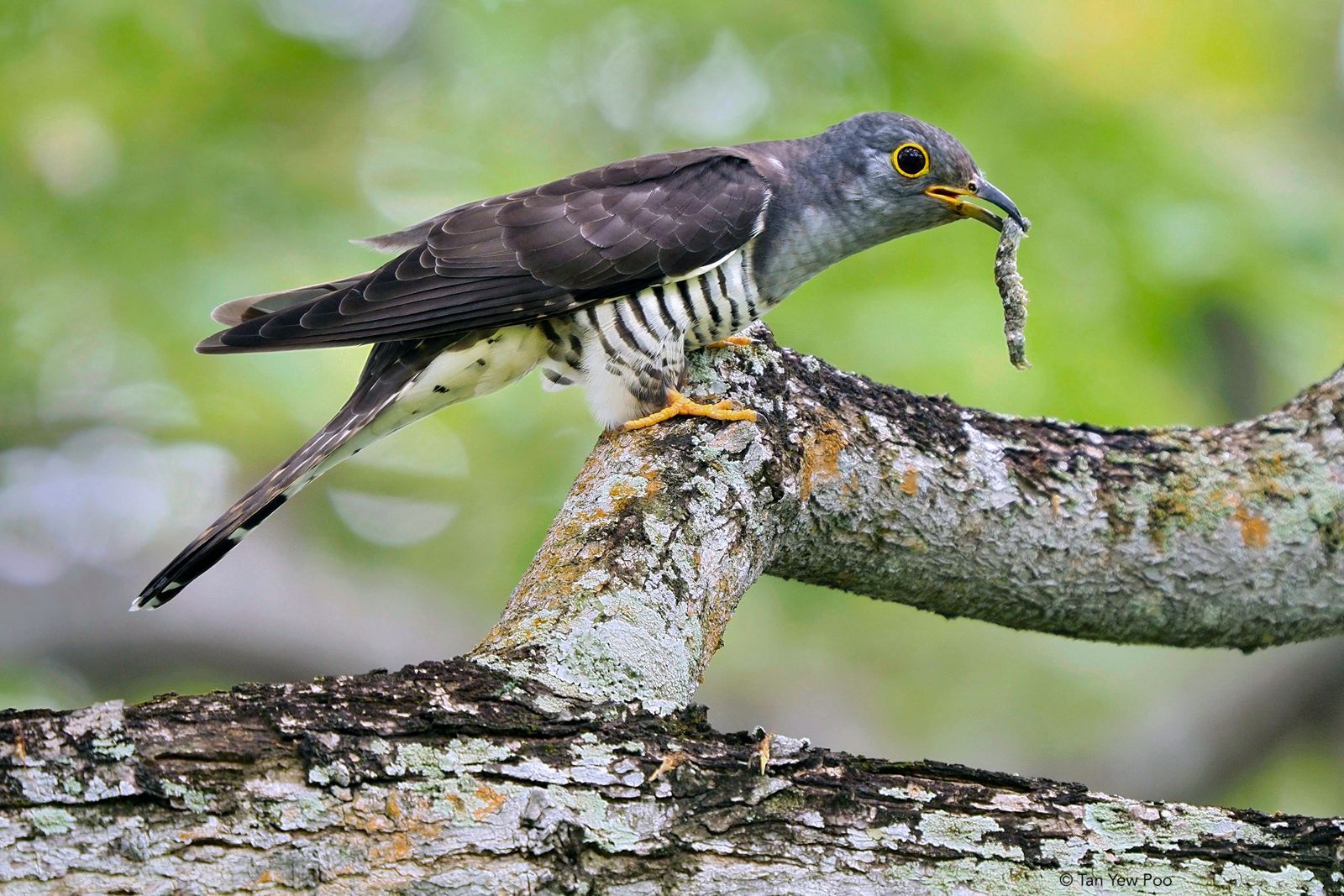 Common Cuckoo with Prey