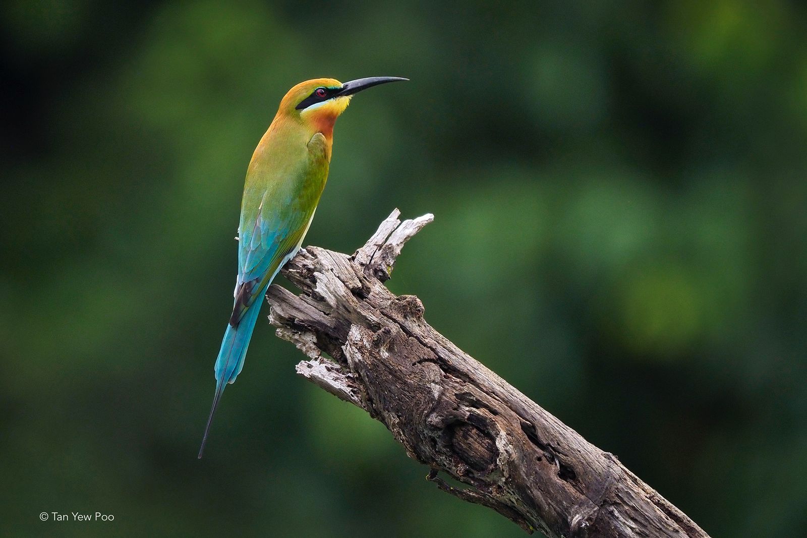 Blue Tailed Bee-eater