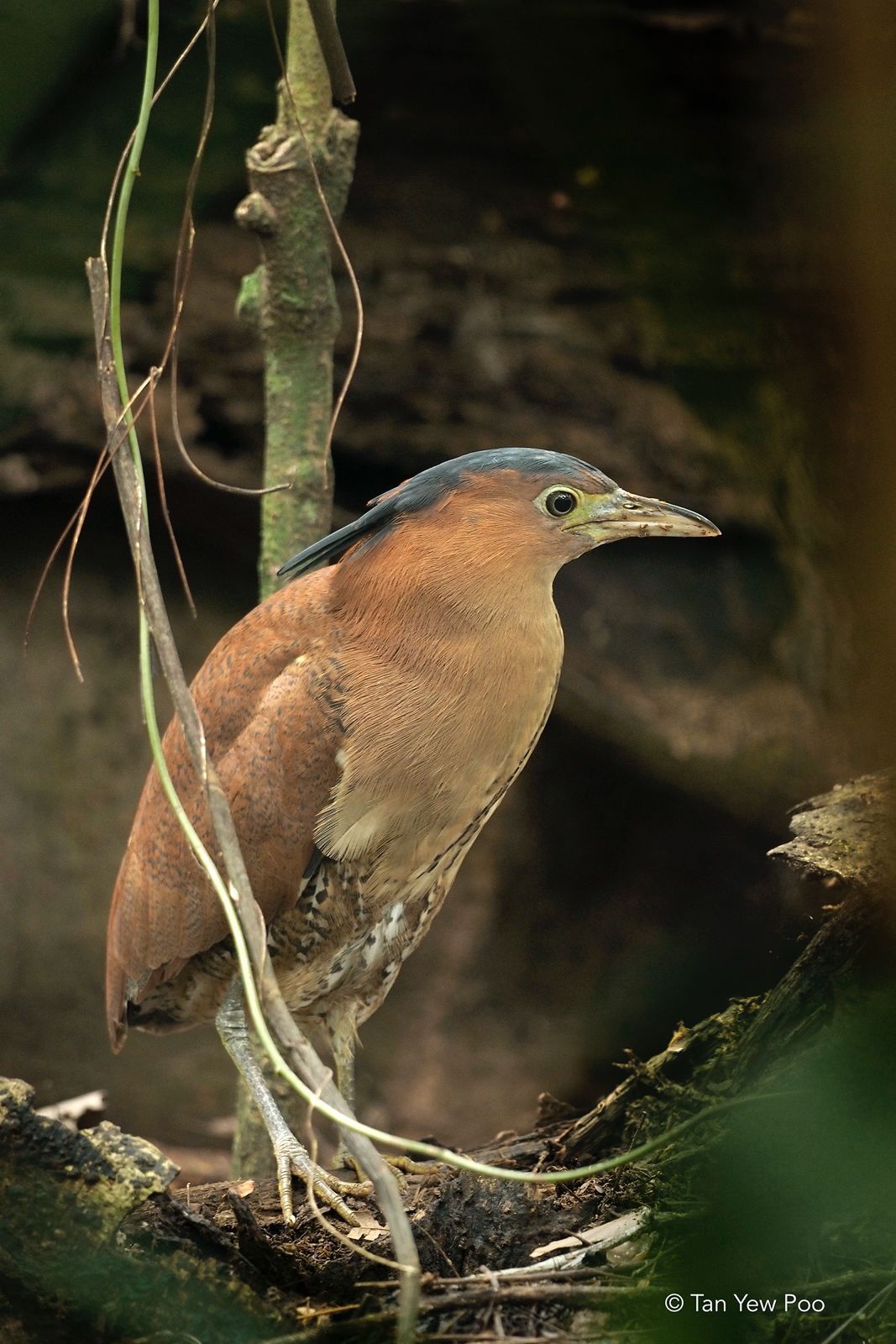 Malayan Night Heron