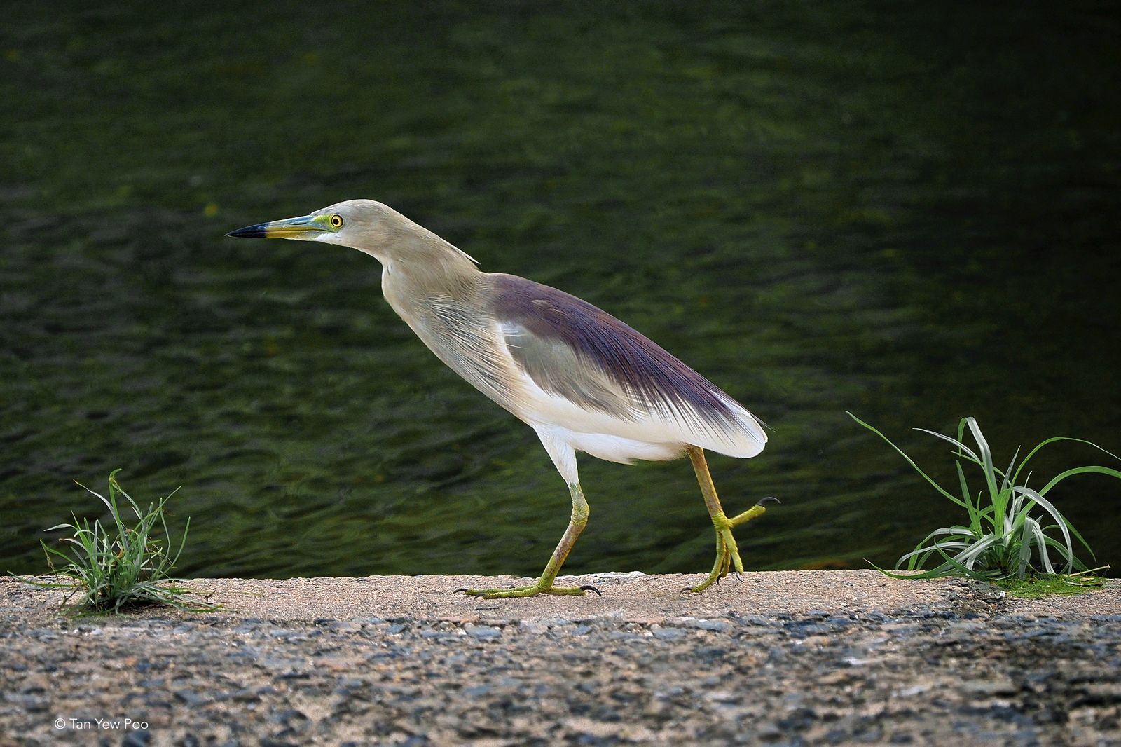 Indian Pond Heron