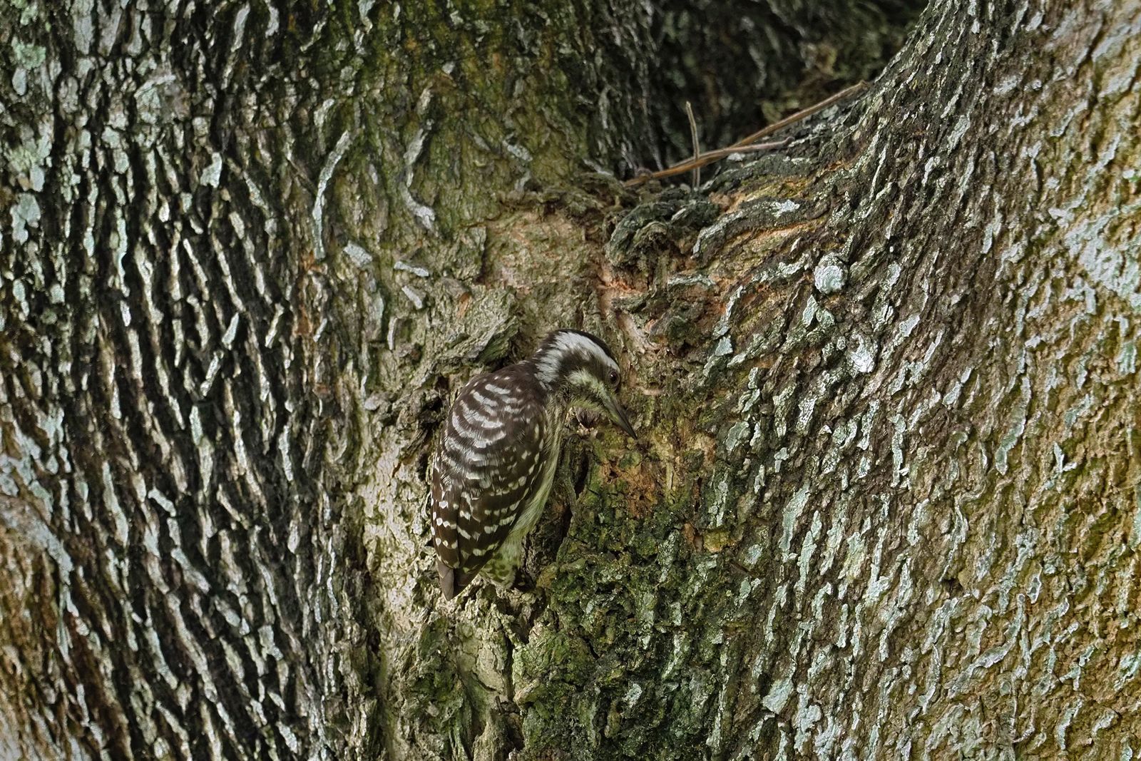 Bird Blending into the Tree