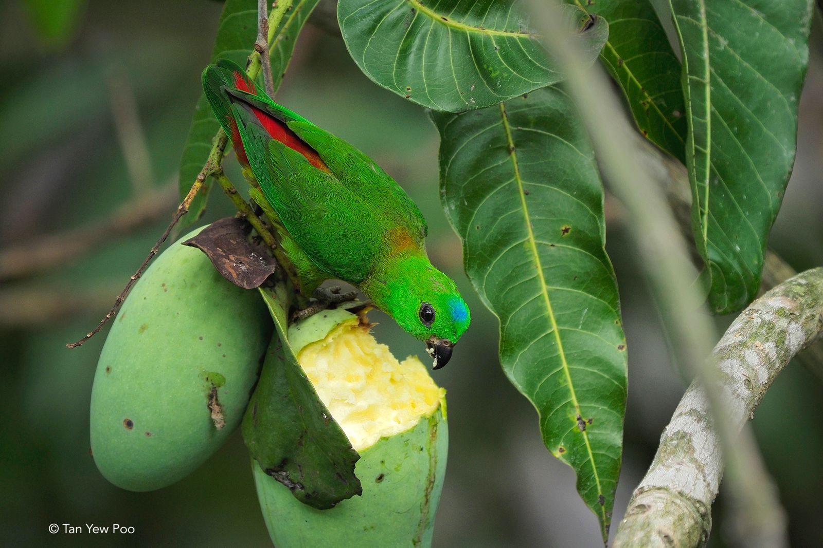 Blue Crowned Hanging Parrot