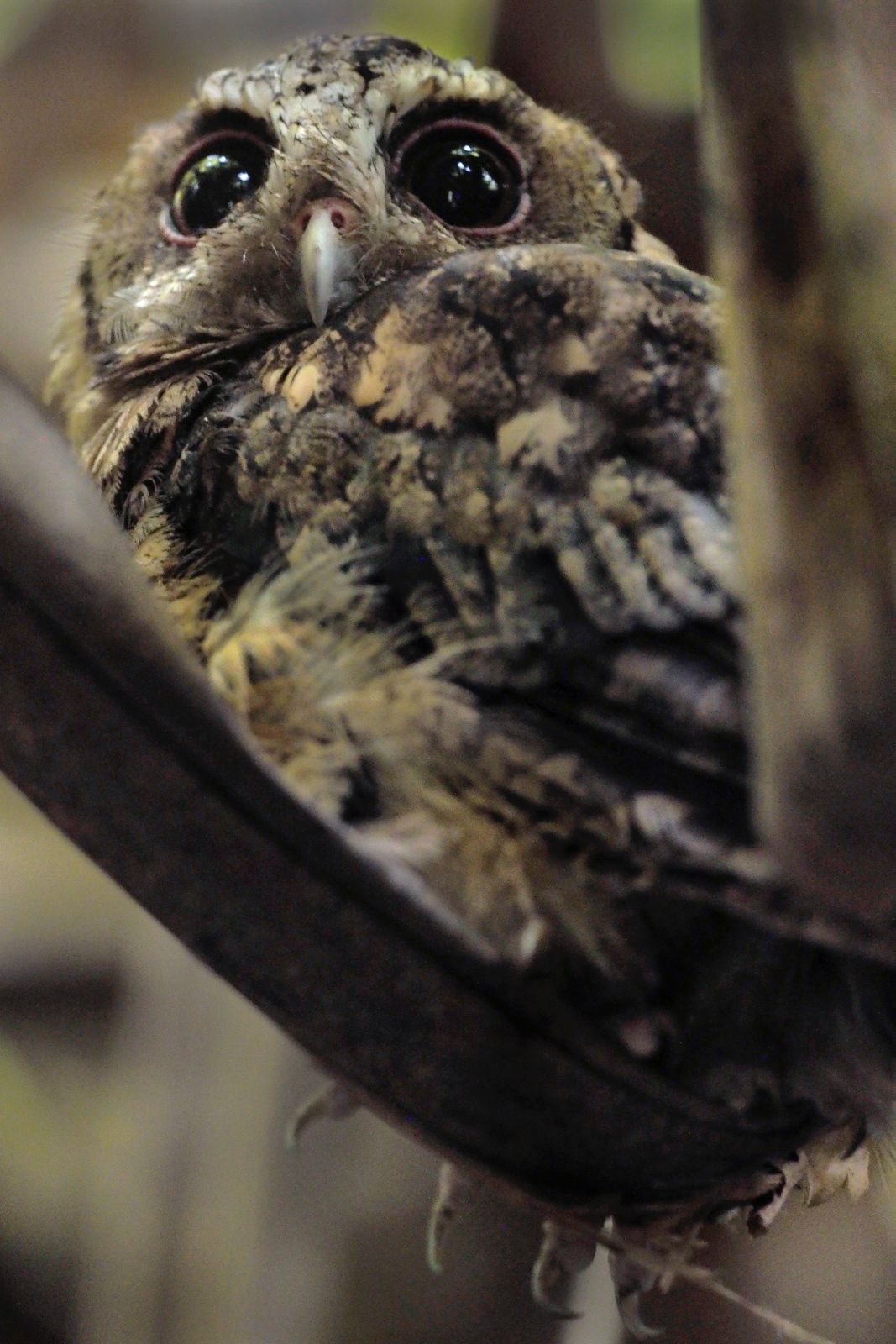 Sunda Scops Owl