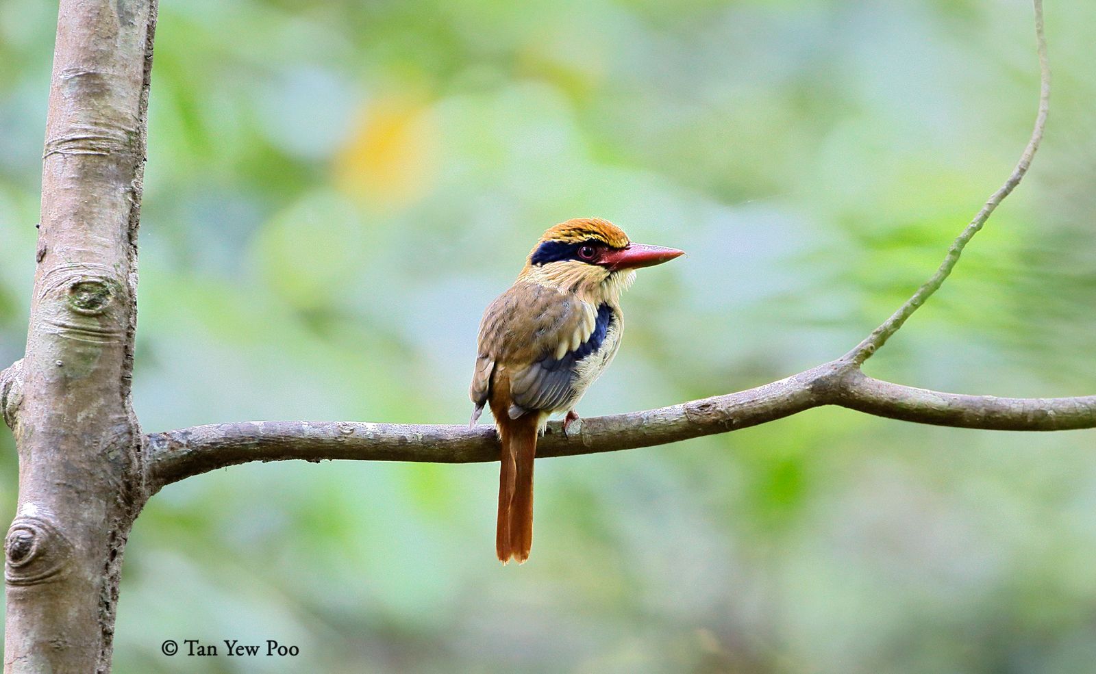 Lilac Cheeked Kingfisher