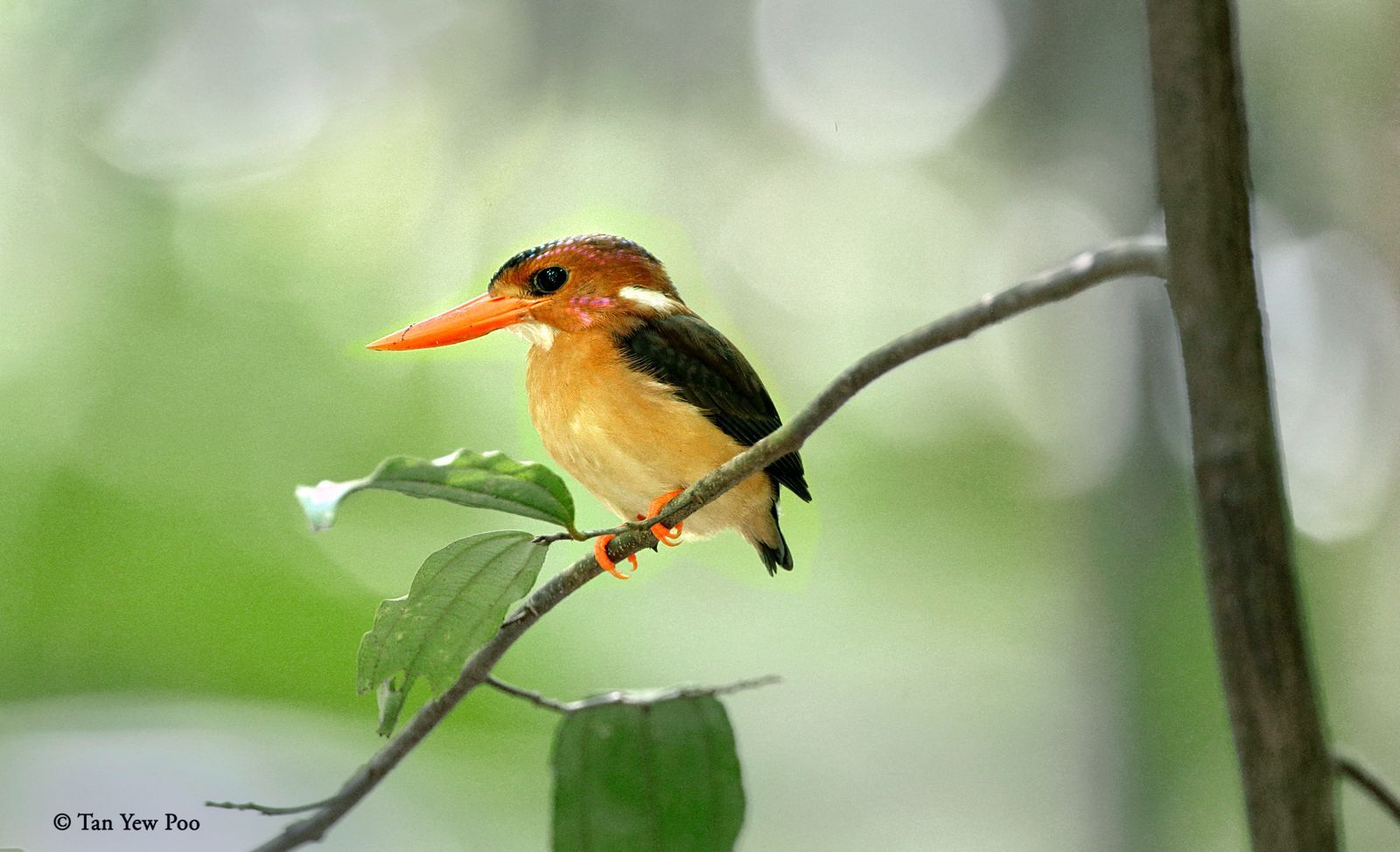 Sulawesi Dwarf Kingfisher