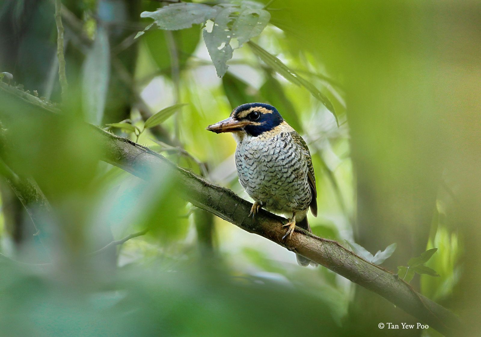 Scaly-Breasted Kingfisher