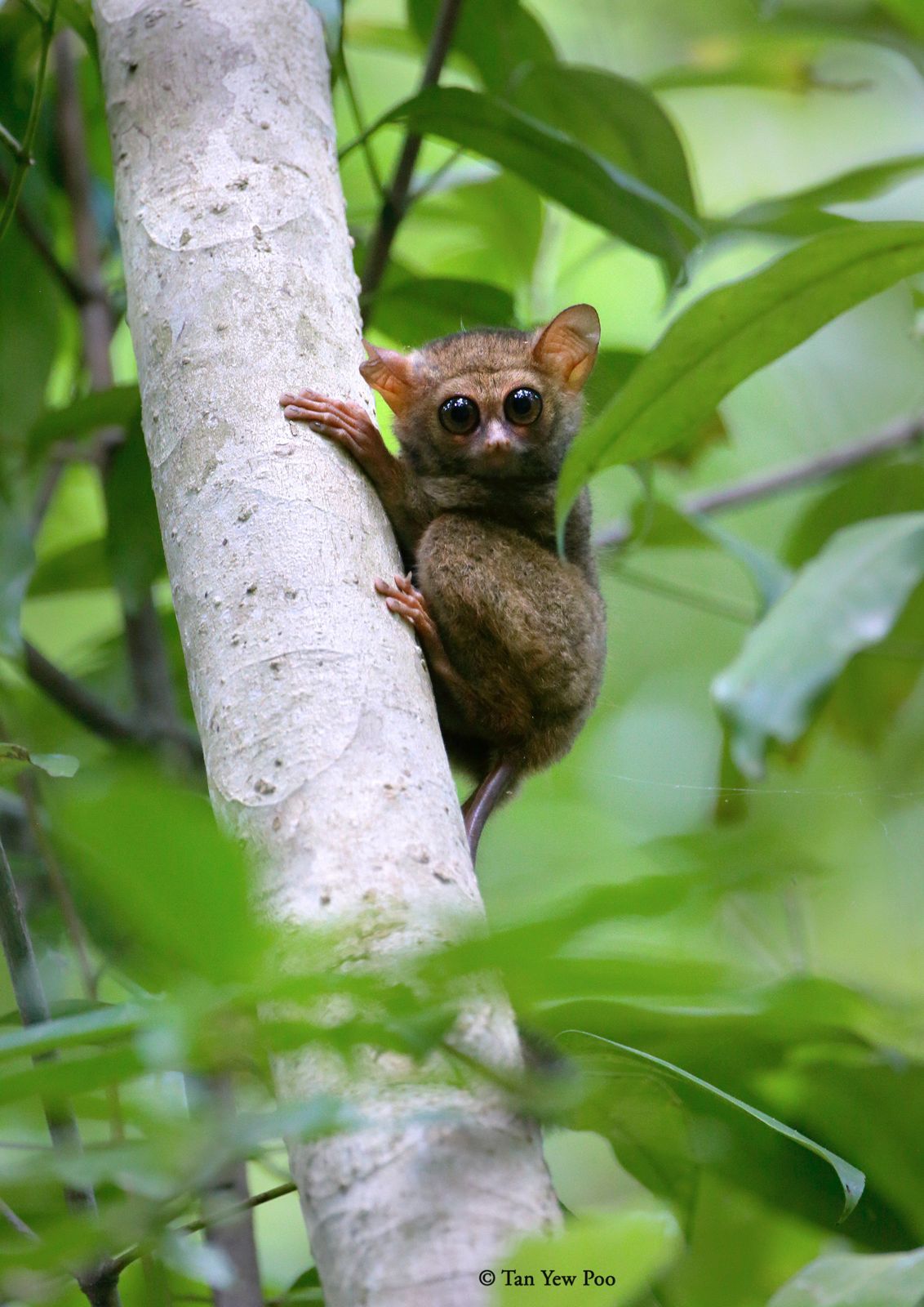 Sulawesi Tarsier