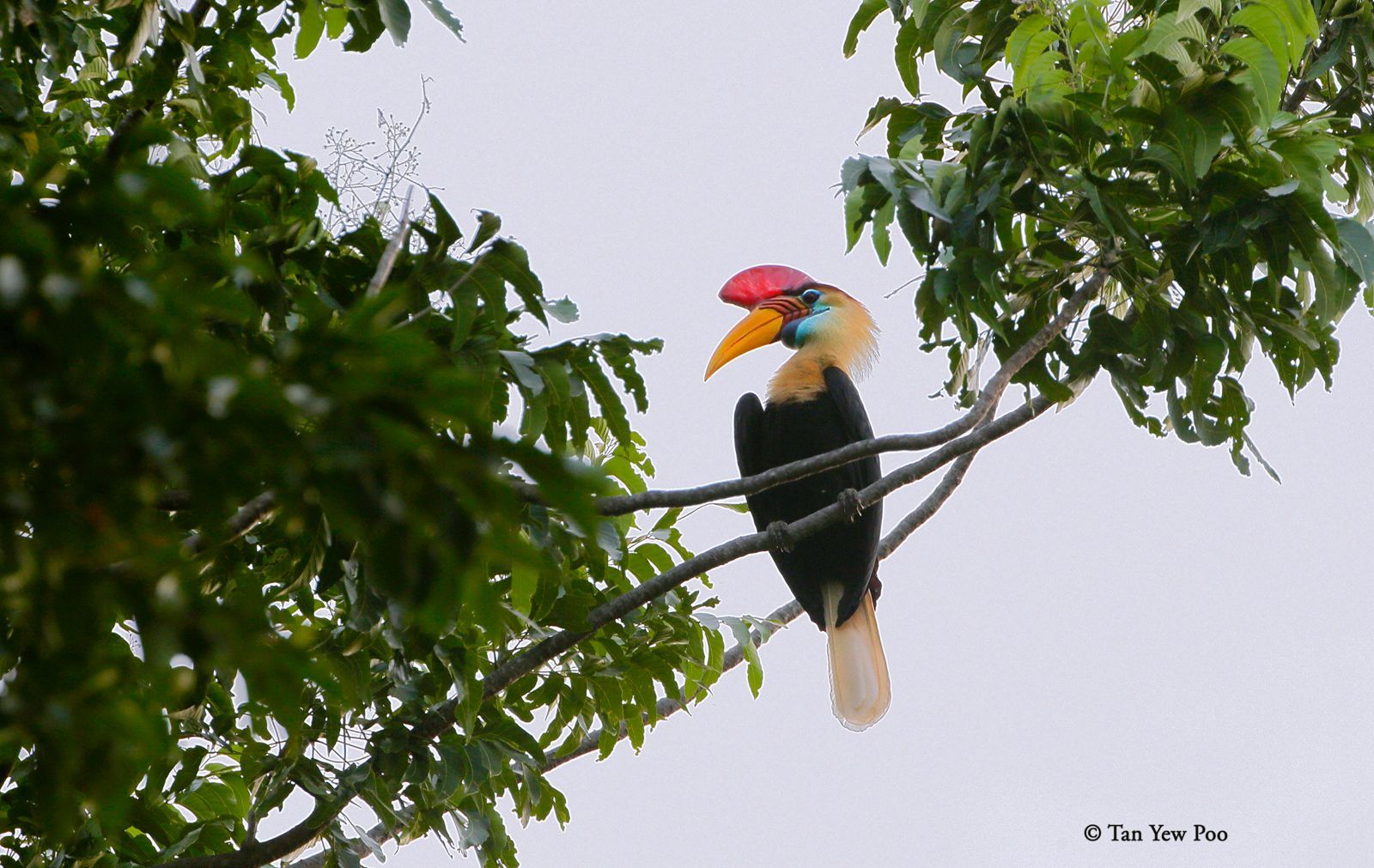 Sulawesi Hornbill