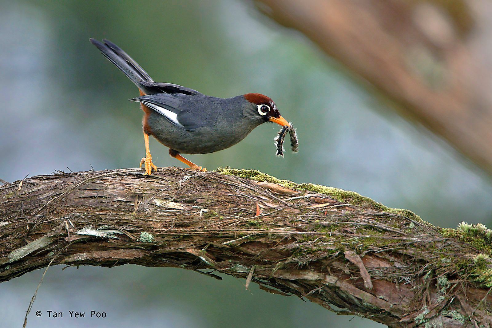 Chestnut Capped Laughingthrush