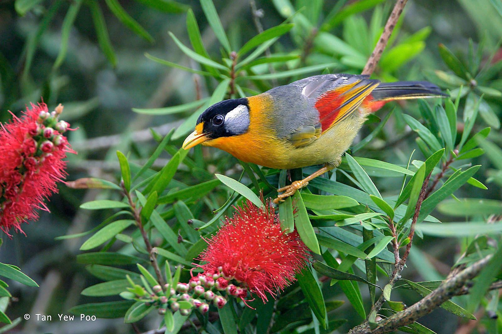 Silver-eared Mesia