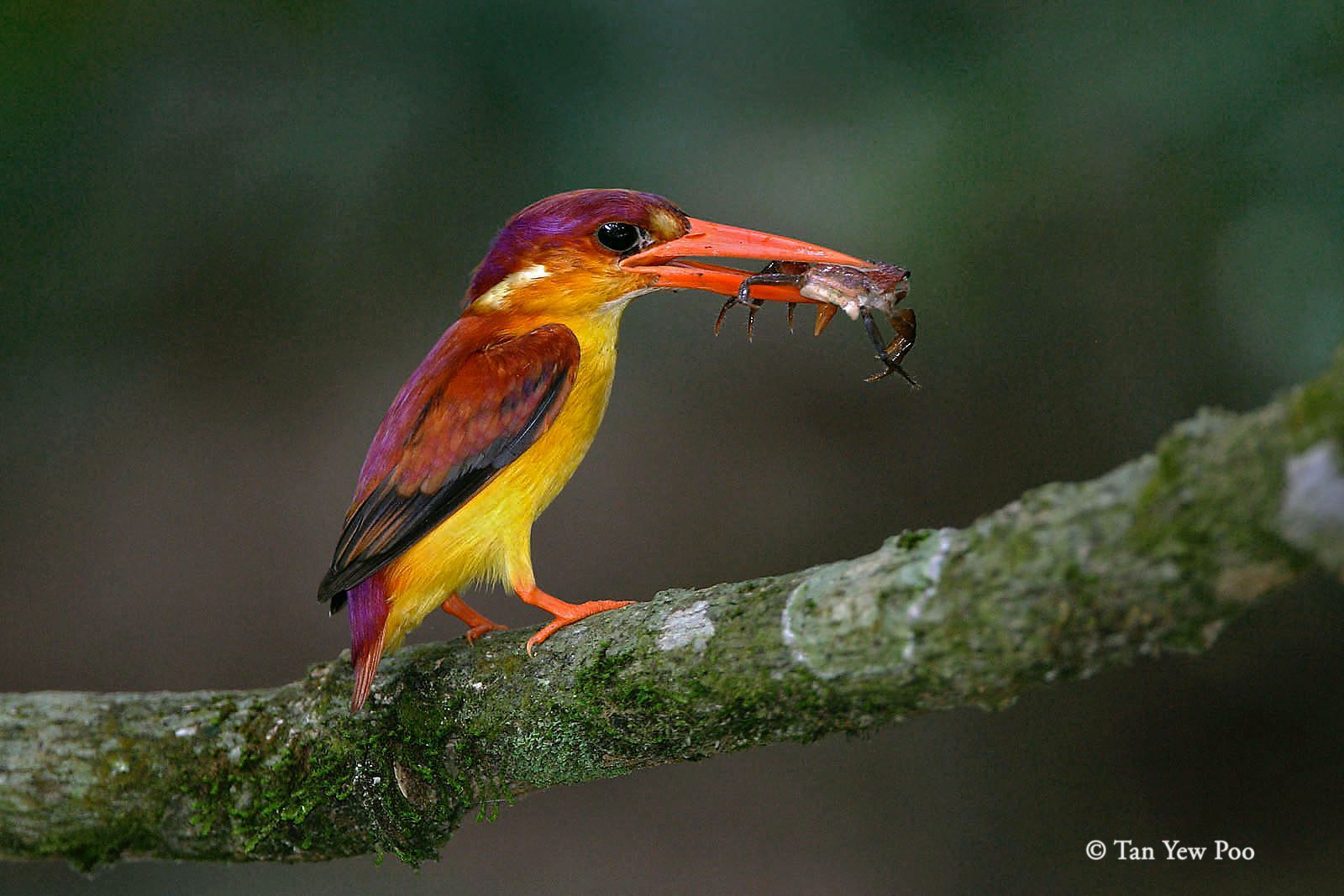 Oriental Dwarf Kingfisher