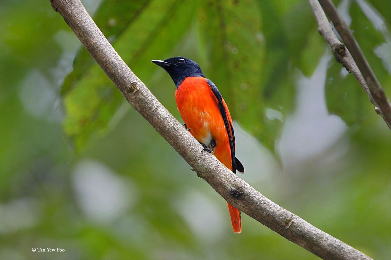 Fiery Minivet