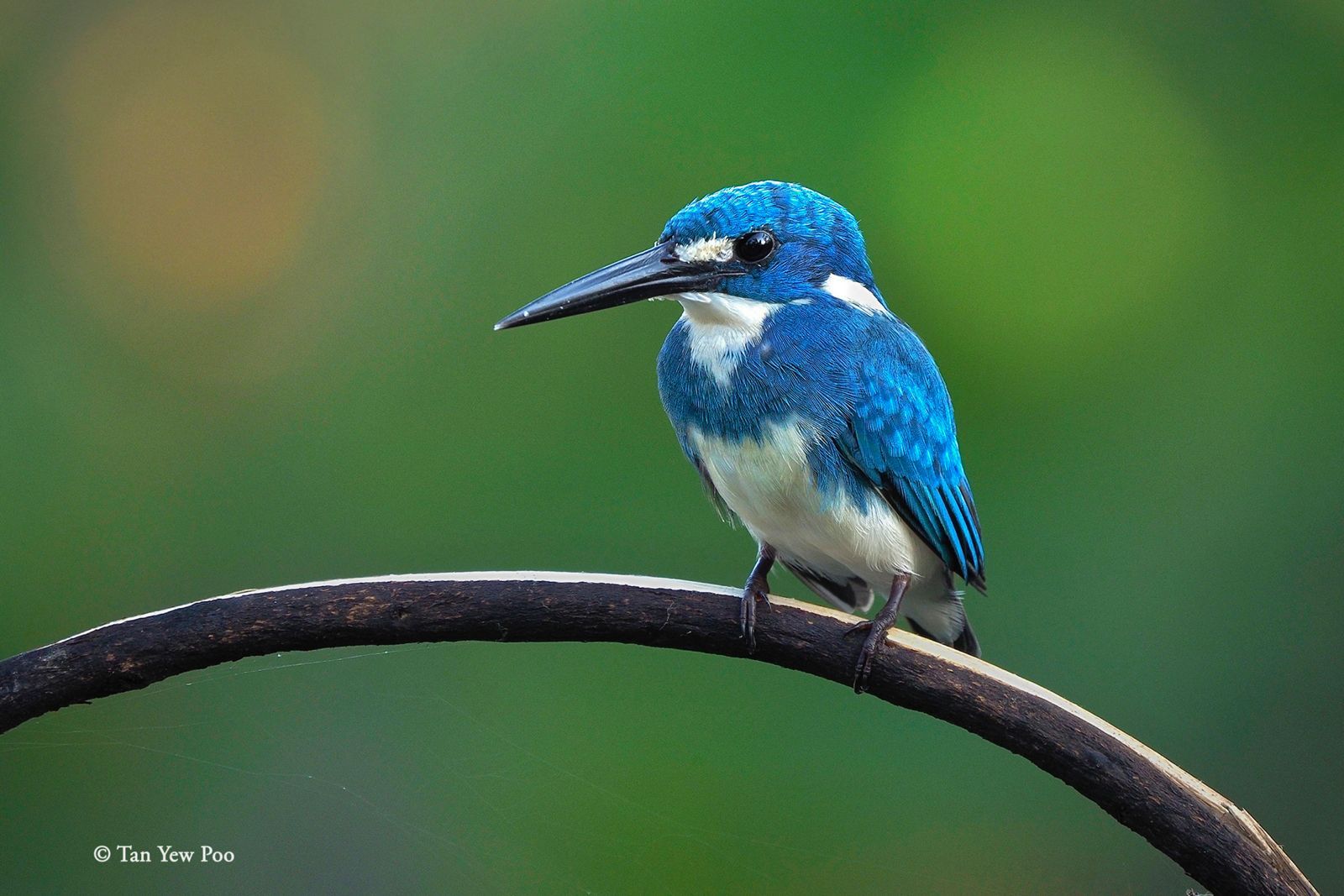 Cerulean Kingfisher