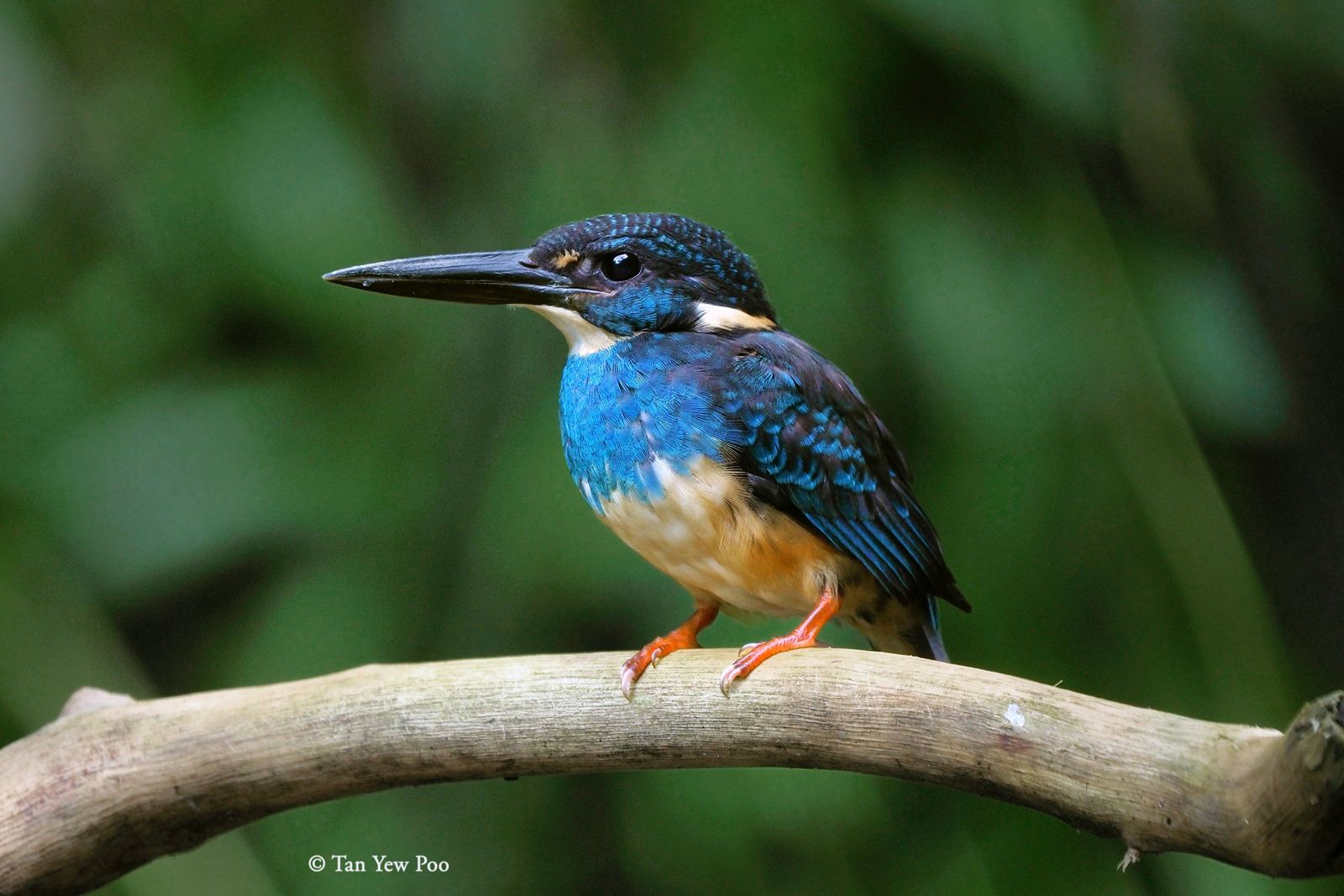 Javan Blue-banded Kingfisher