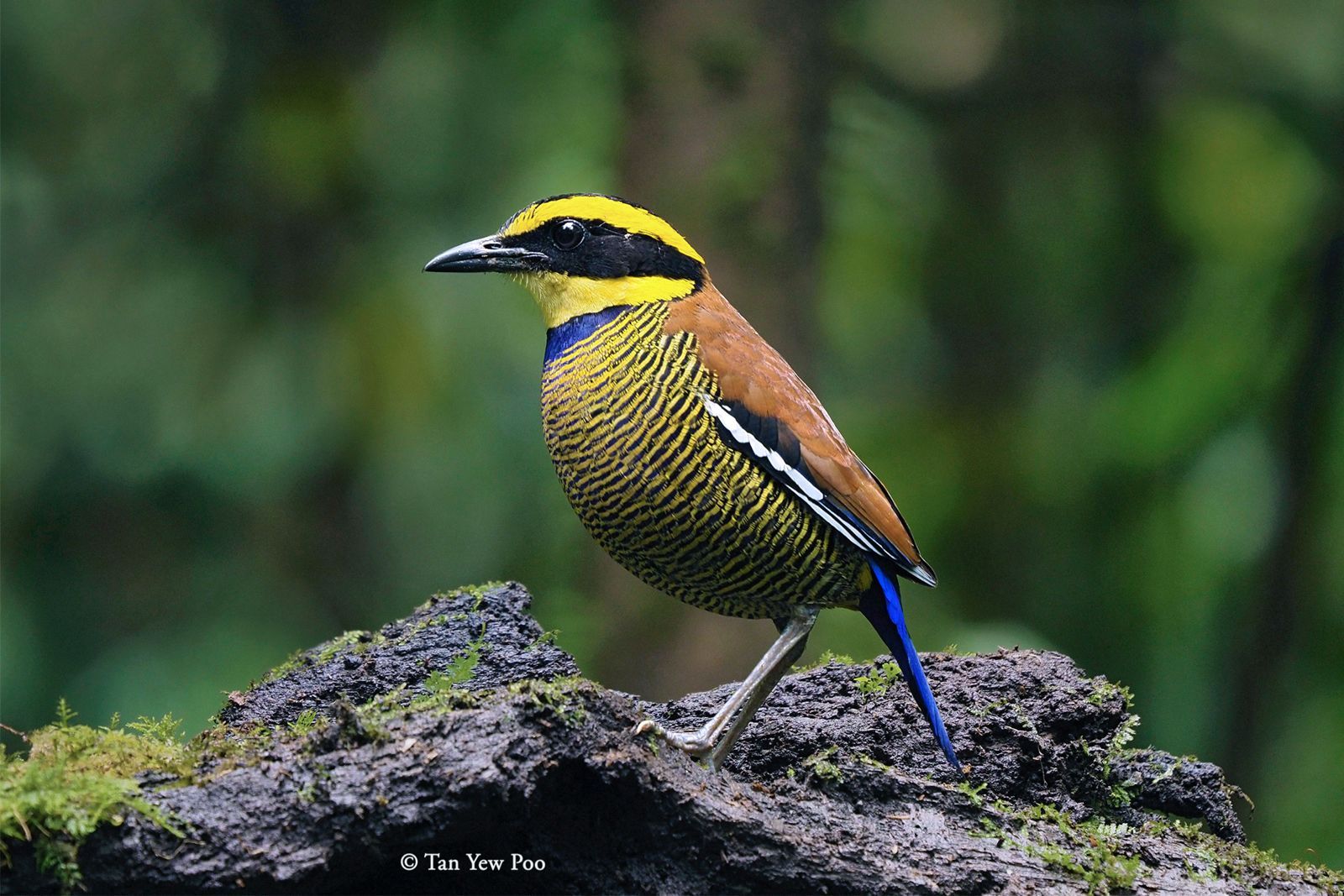 Javan Banded Pitta