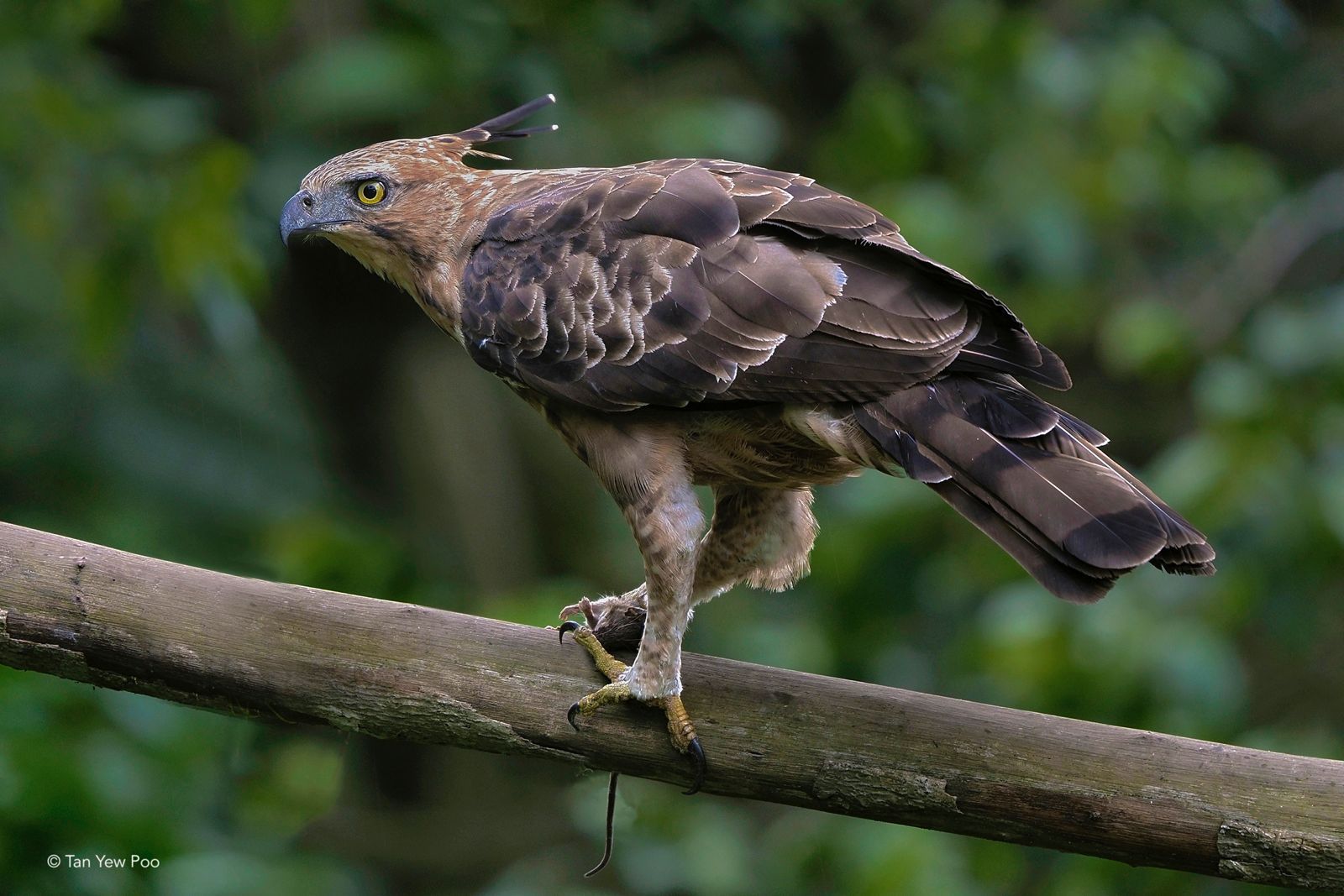 Javan Hawk-Eagle