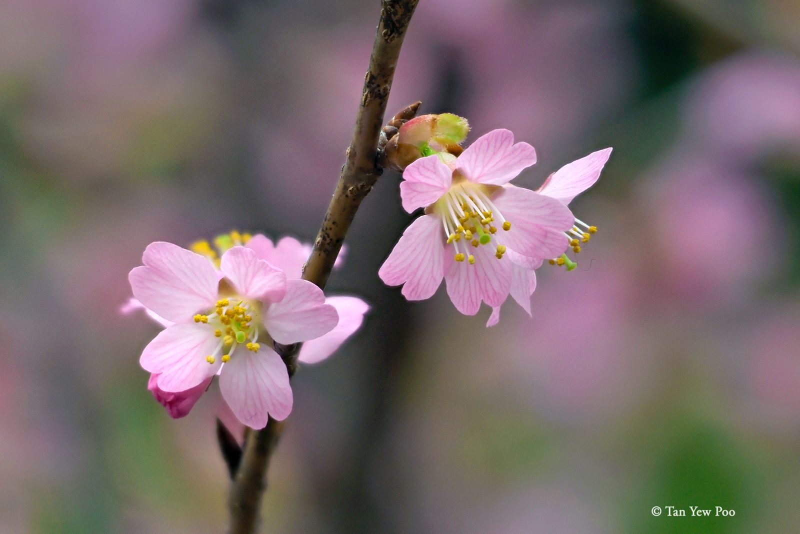 Cherry Blossom at Gardens by the Bay