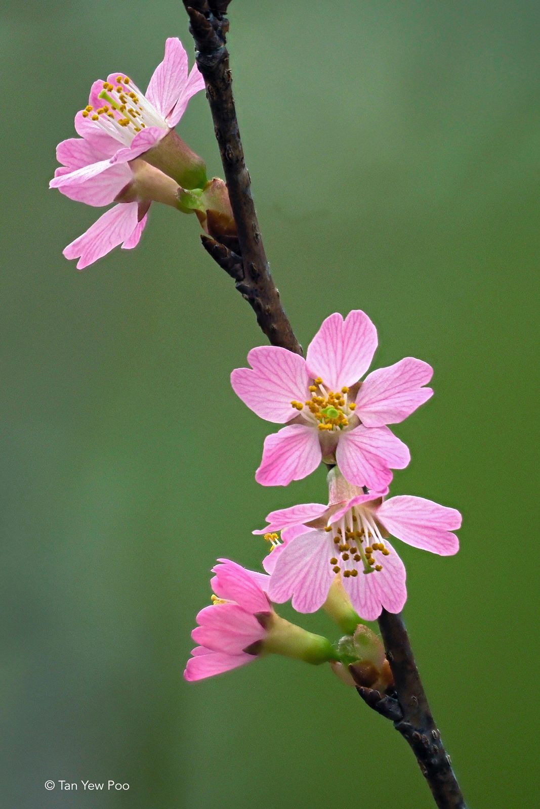 Peach Blossom