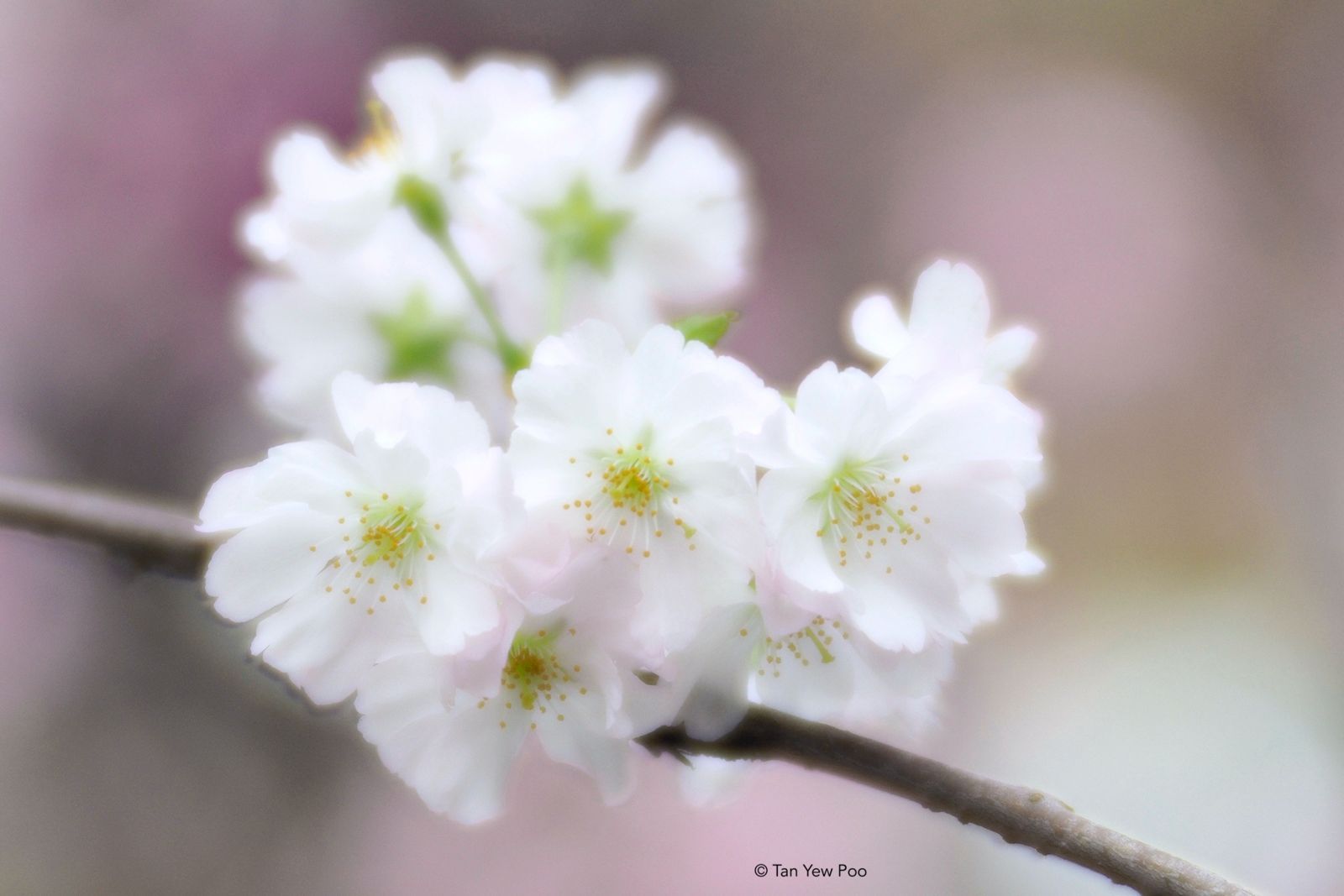 Dreamy Cherry Blossom