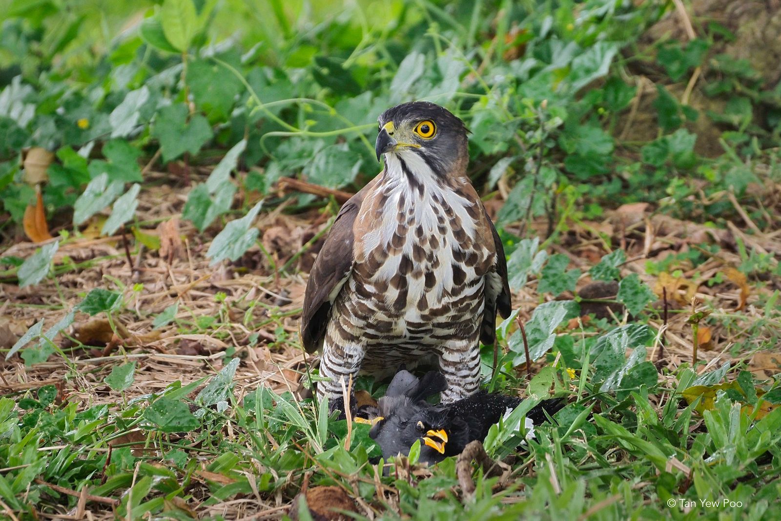 Crested Goshawk in Action