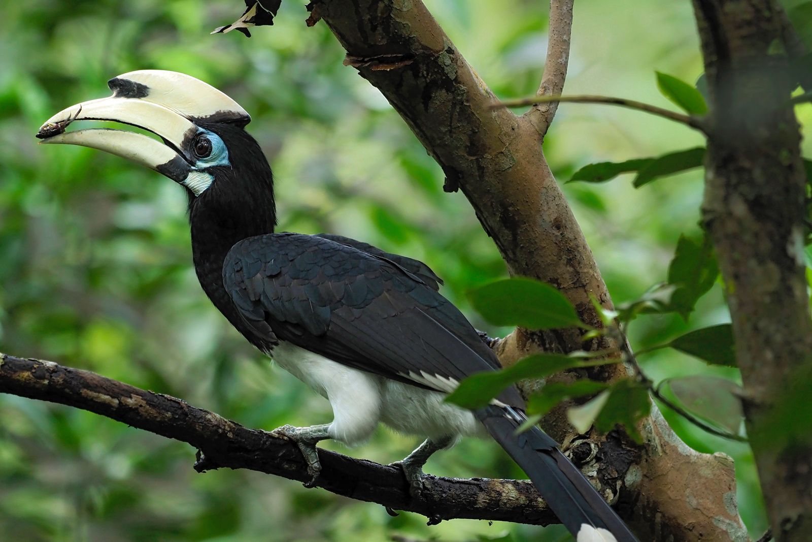 Nom Nom — New Year