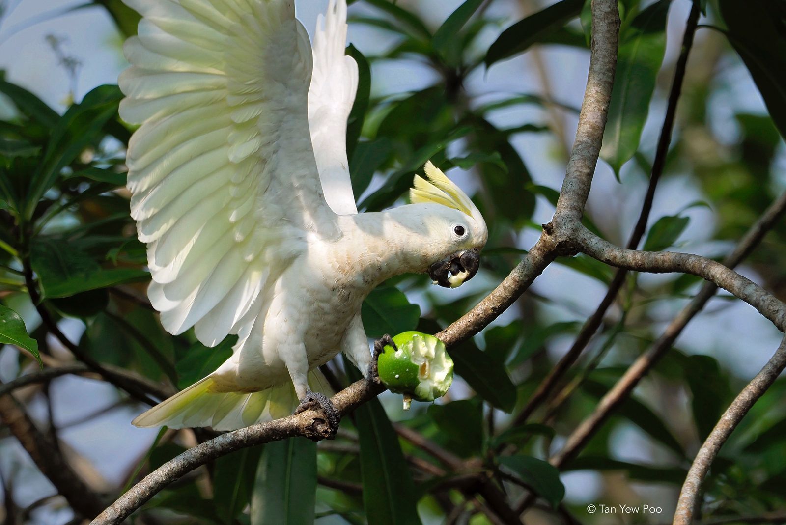 Sulphur-crested Cockatoo