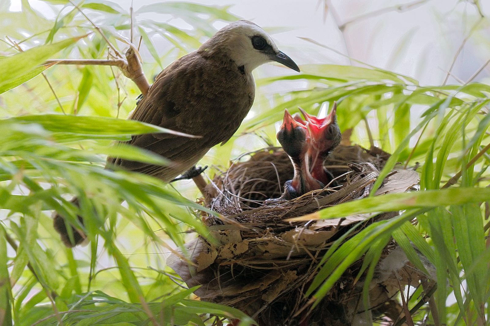 Yellow Vented Bulbul with Chicks