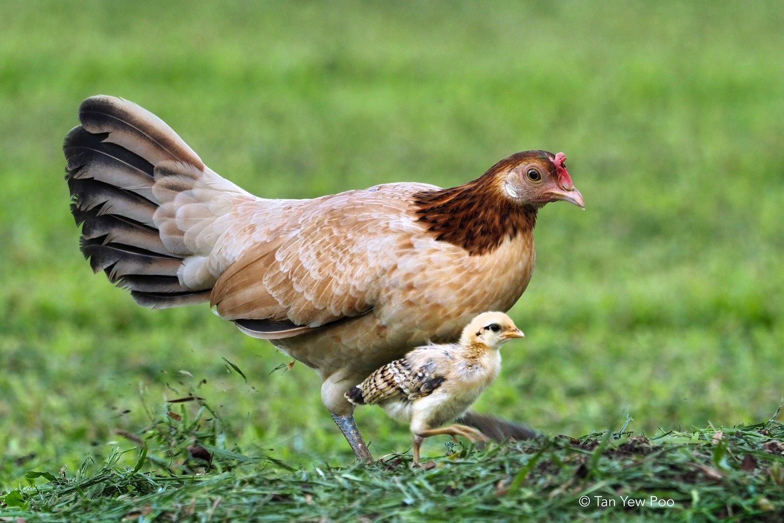 Red Jungle Fowl with Chicks