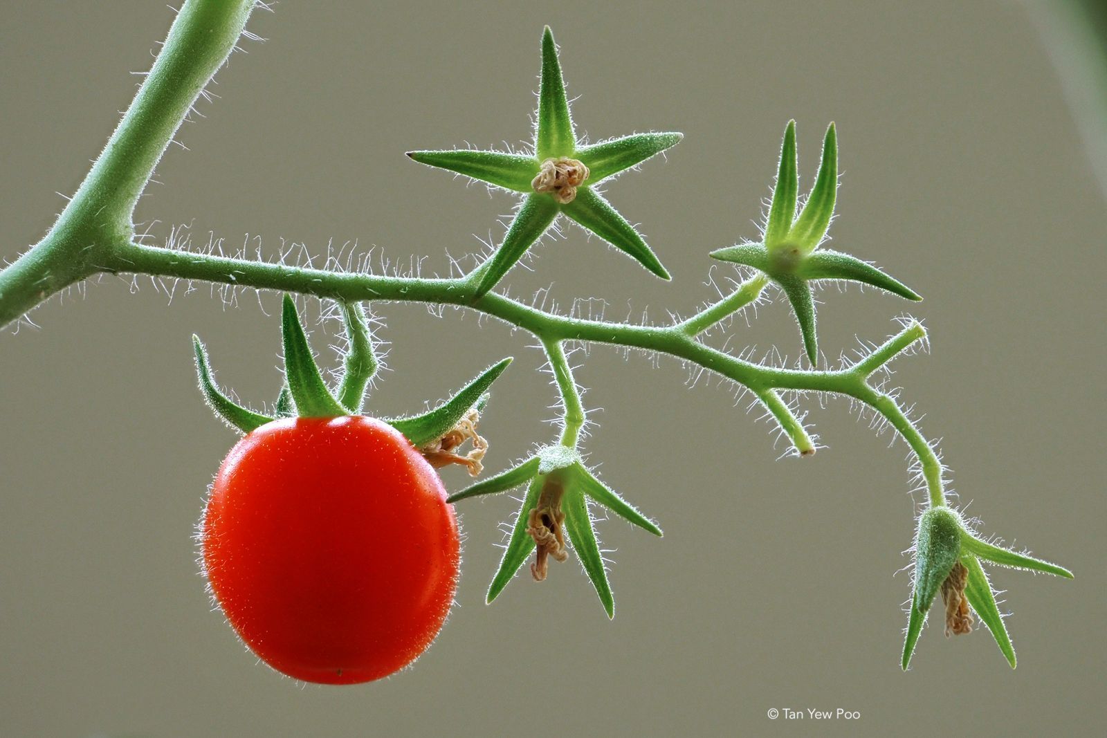 Cherry Tomato