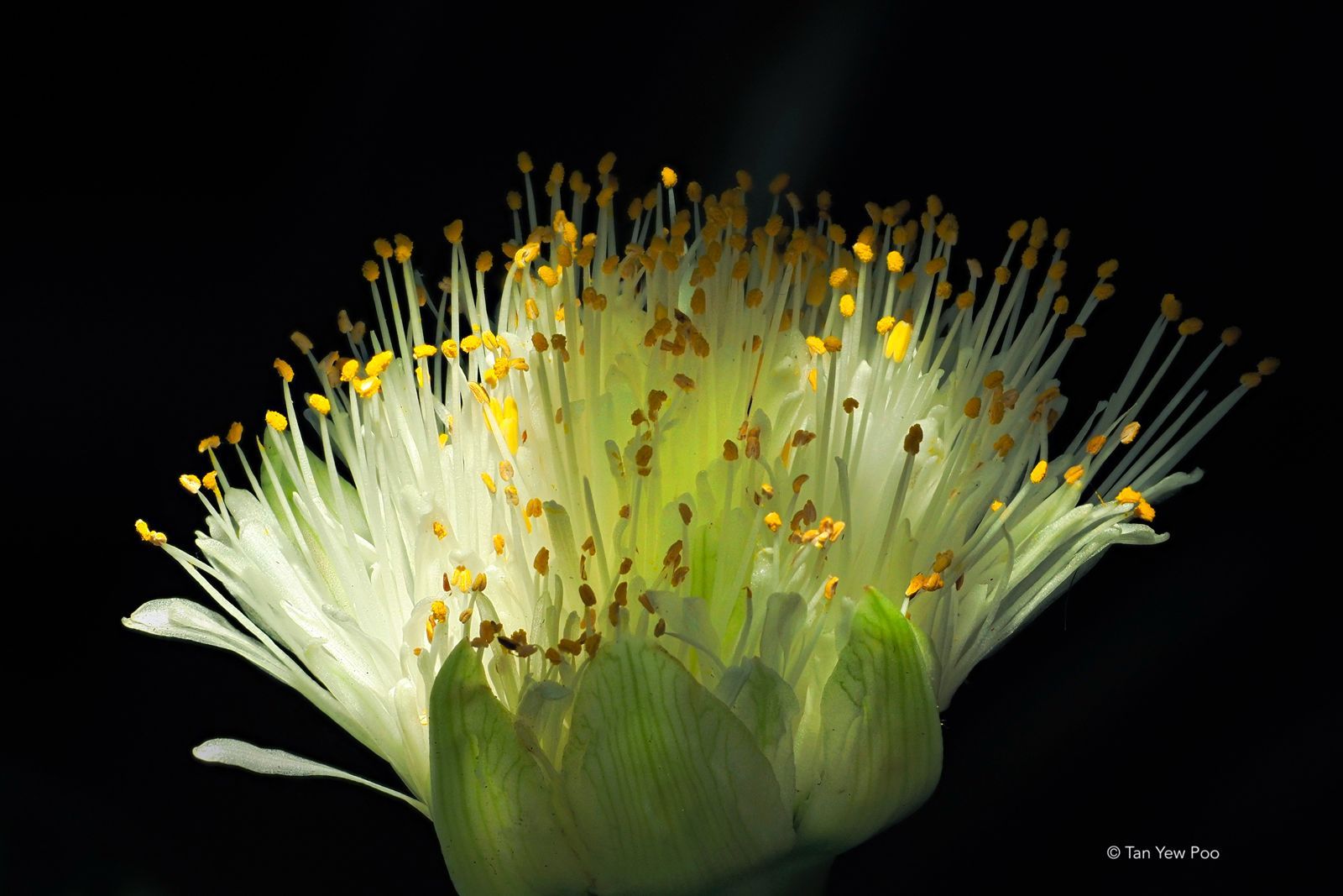 Night-Blooming Cereus
