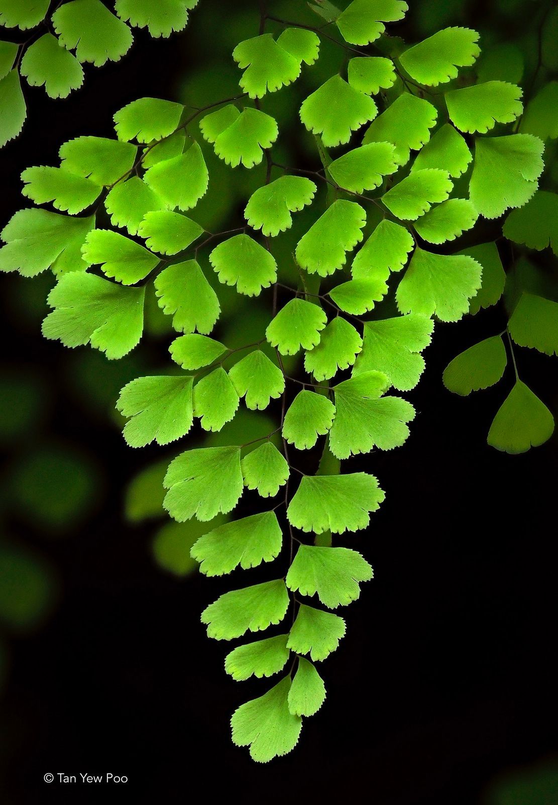 Maidenhair Fern