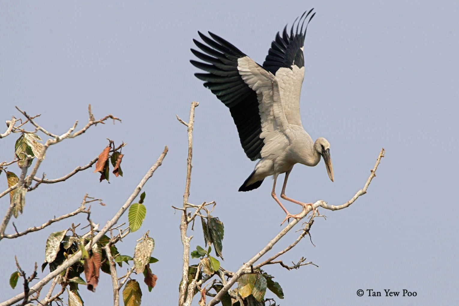 Thailand Birds — Khao Yai and Kaeng Krachan