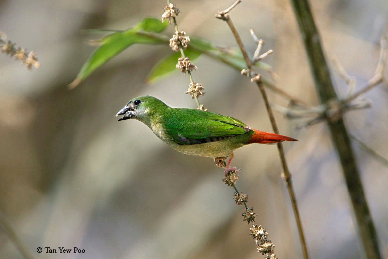 Pin-tailed Parrotfinch