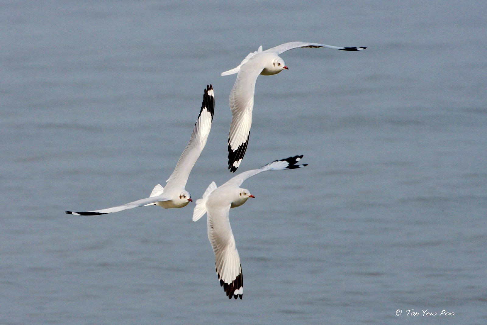 Black-headed Gulls in Flight