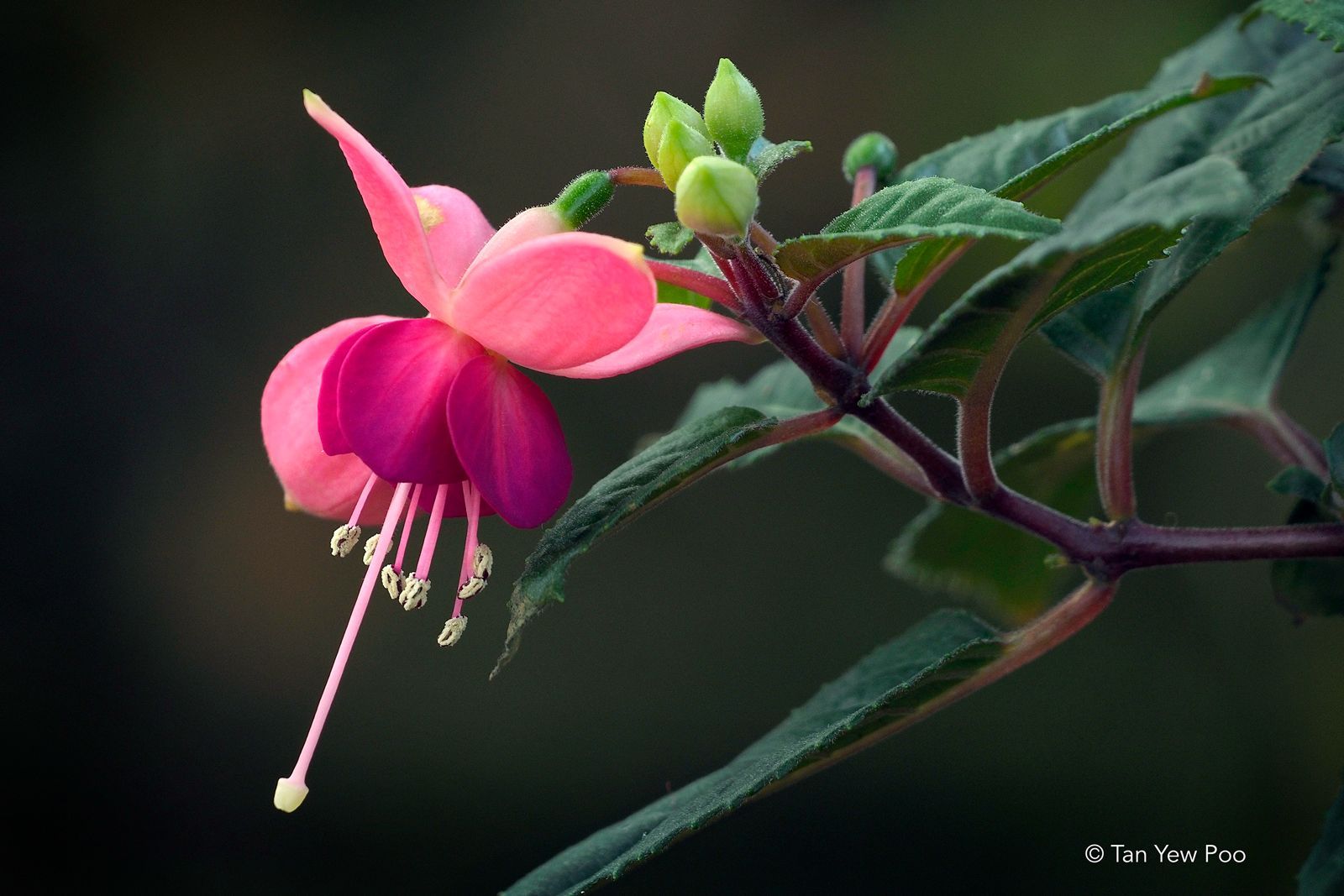 Fuchsia
