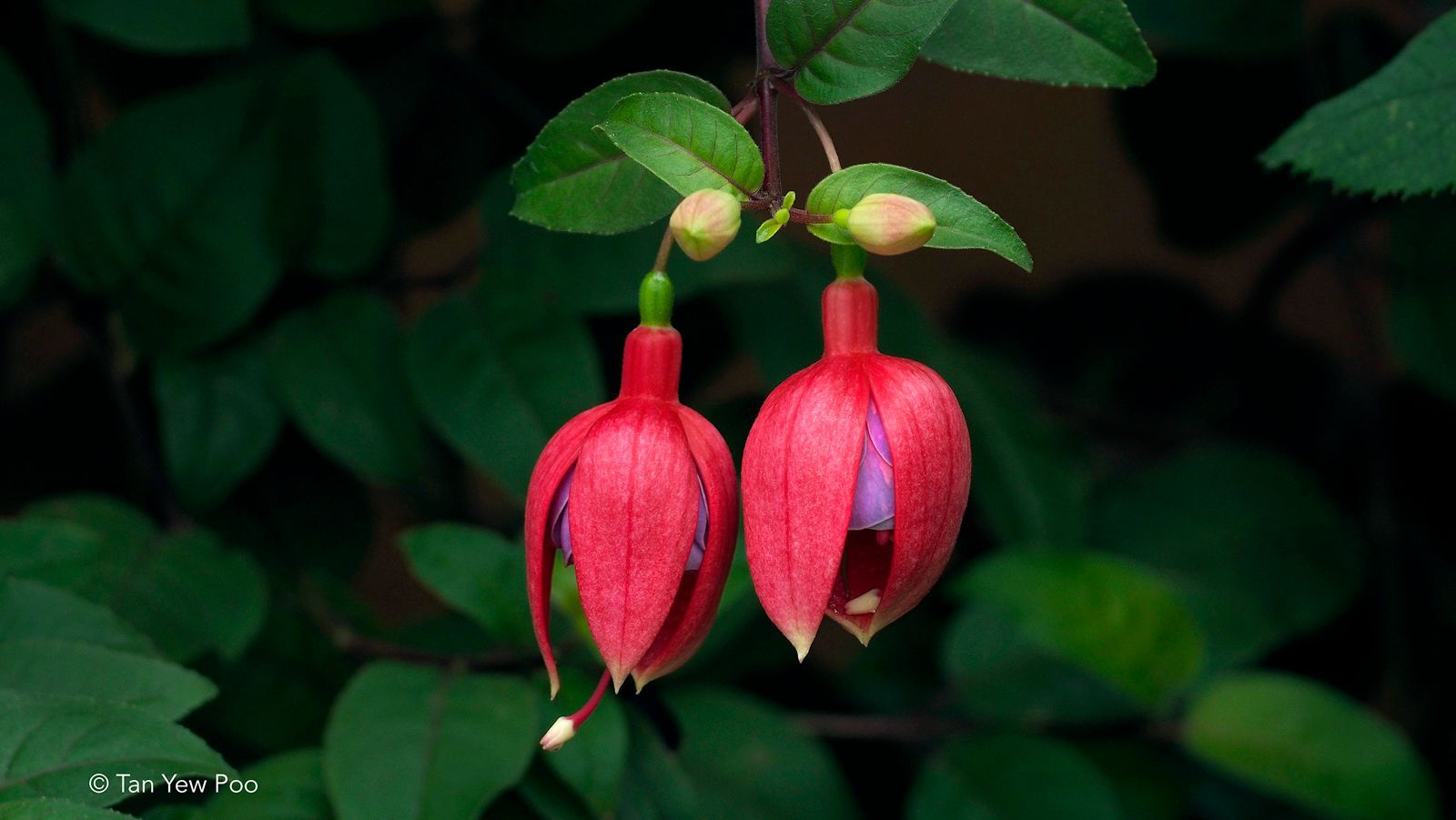 Fuchsia Buds