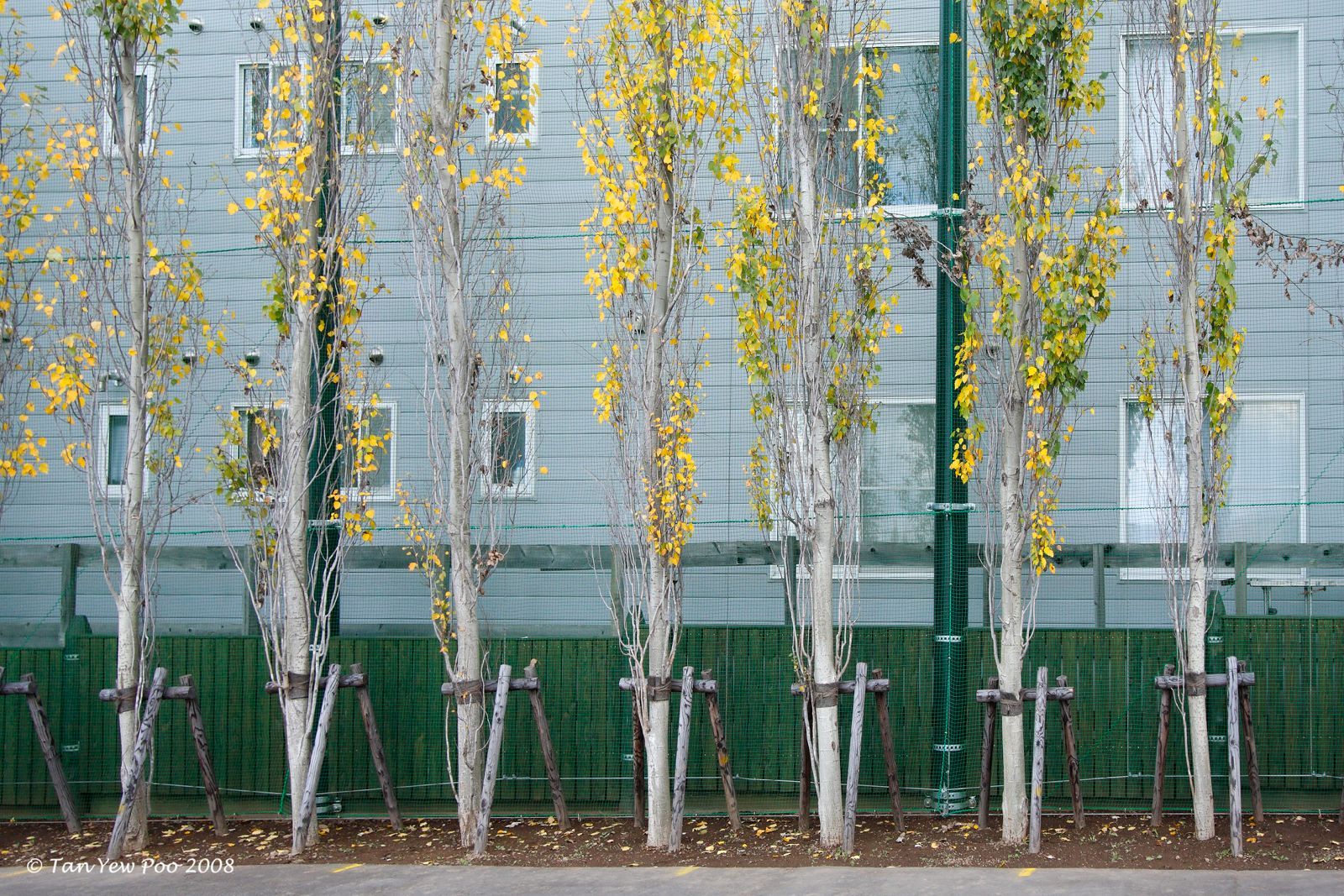 Birch Trees in Autumn, Hokkaido
