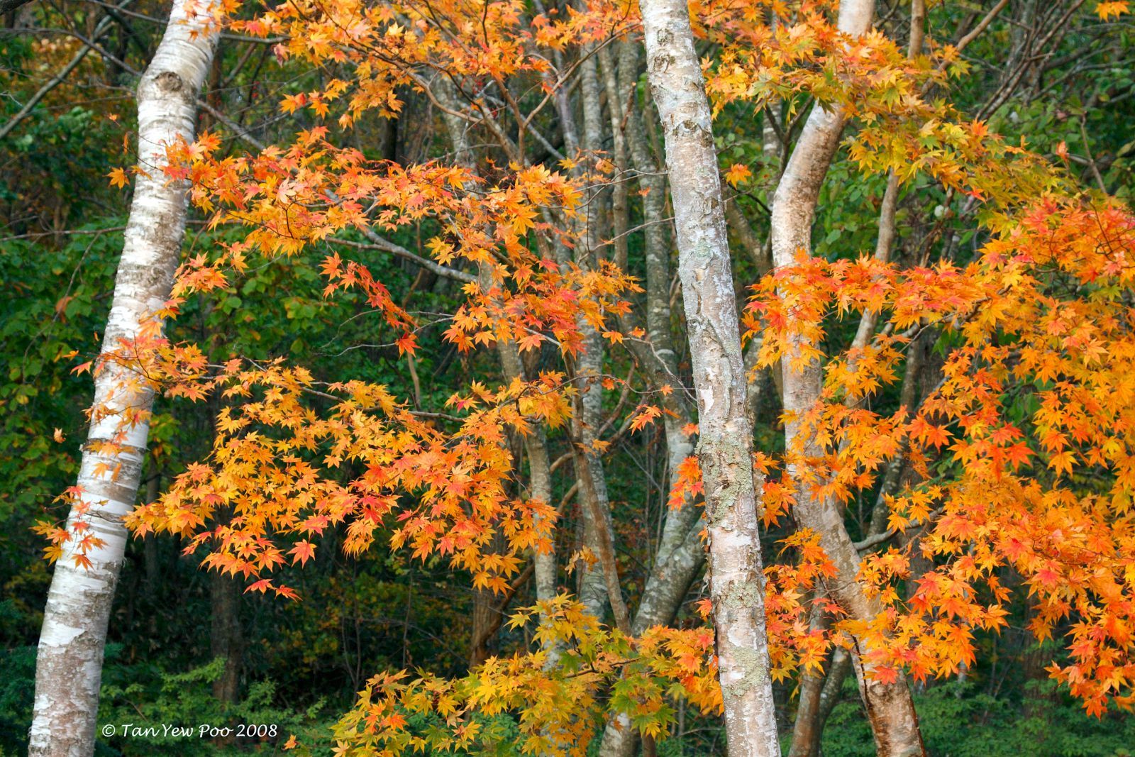 Japanese Maple in Autumn, Hokkaido