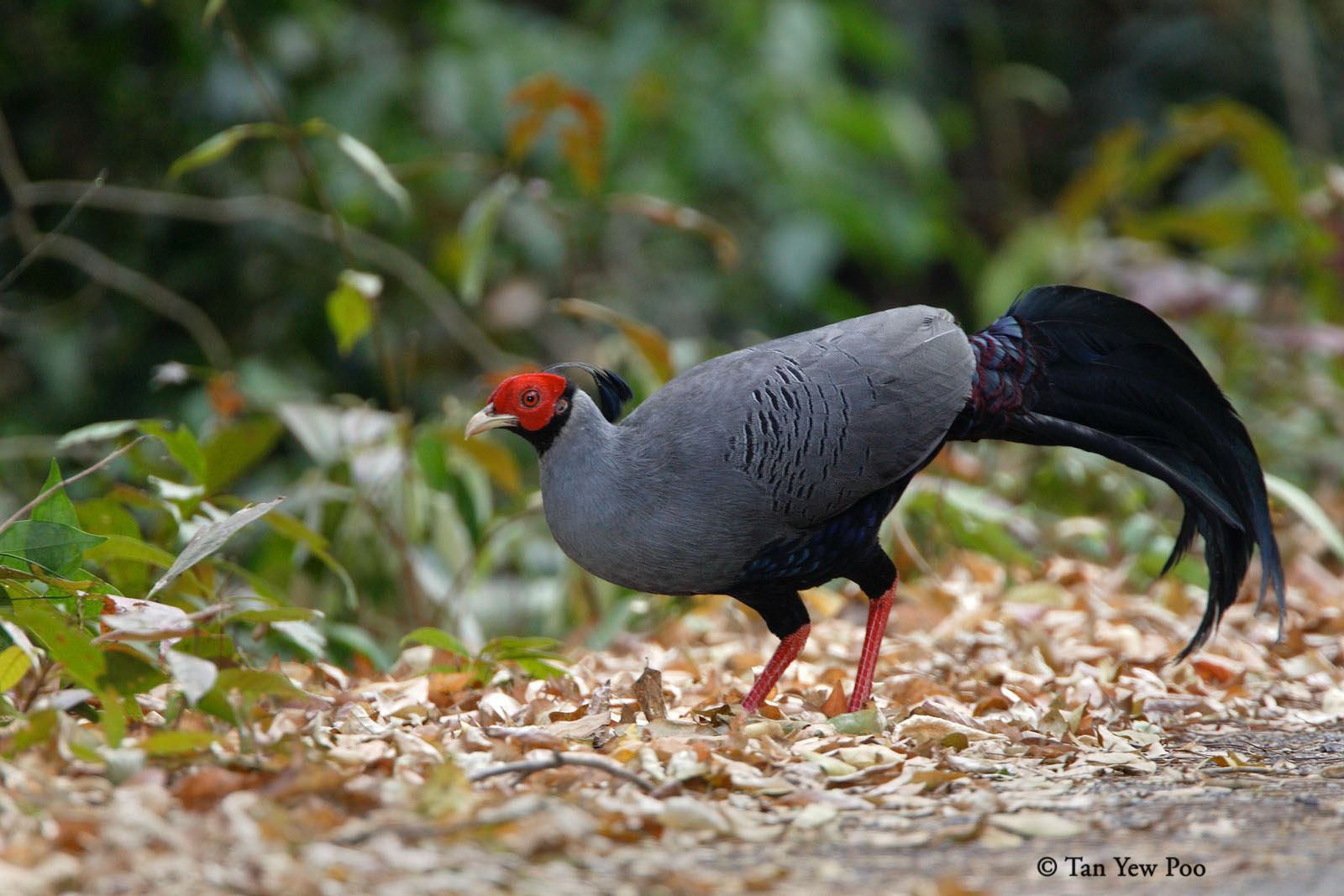 Siamese Fireback Pheasant